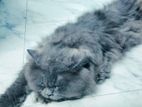 3pol caot full persian cat