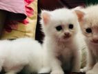 3rd Court Persian cat bikri hobe