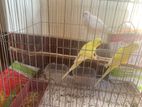 3ta মেয়ে budgies