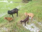 ৩টা বাচচাসহ ছাগী