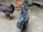৩টা দেশি মুরগী একটি জুটি ওয়ালা