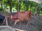 গরু বিক্রি