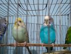 Budgerigar For Sell