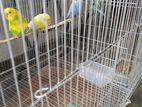 Budgie Birds for sell
