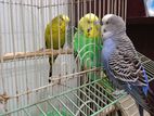 4 Budgies for sale