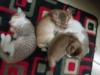 4 cats for adoption