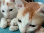 4 cats adoption