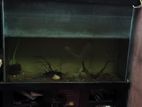 4 Feet Aquarium with Stand