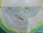 4 female guppy