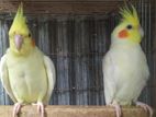 ৪ জোড়া কোকাটেল - Running Cockatiel pair