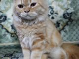 Persian cat Male sell.