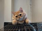 Persian cat Male