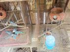 4 pair Budgerigar for sell