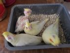 4 pcs Cockatiel, green fisher, 6 bagrigar baby available