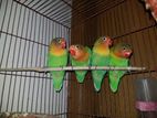 4 pcs green fisher love bird available.