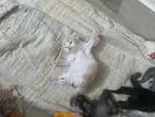 4 Persian Kittens Available