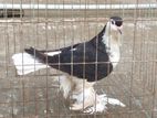 4 Pics Pigeon