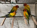 4 Pis Adult Sun Conure