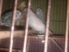 ৪ পিস Hombreed বাজরিগার বিক্রি করা হবে