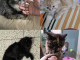 4 pure persian, 3 female 1male for sell