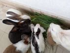 4 Rabbit for sell