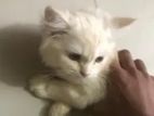 4 ti Persian cat sell dibo