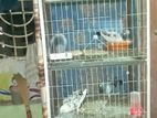 ৪ তলা কবুতরের খাঁচা বিক্রি হবে