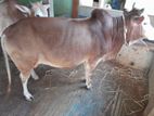 দেশী ষাড় গরু বিক্রি হবে