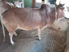 দেশী ষাড় গরু বিক্রি হবে
