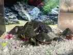 4 Turtles Fish