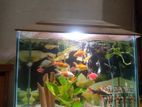 4 x aquarium Cristal glass