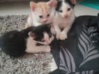 40 days kittens 3 pcs cat