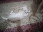 Dog sell