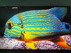 43 ইঞ্চি LED Tv বিক্রি হবে
