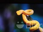 43" LG original 4K TV