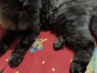 Cat For Sale