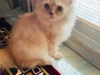 Traditional Persian Kitten Male/female 3kitten