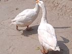 রাজহাঁস দুইটি বিক্রয় হইবে