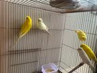 5 Budgerigar birds for sell with khacha