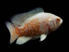 5 inch size Oscar fish baby