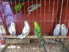 ৫ জোড়া বারজিগার পাখি বিক্রি