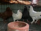 ৫ জোড়া কবুতর,খাচাসহ ফুল সেটাপ