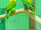 ৫ জোড়া রানিং গ্রীন ফিসার