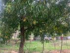 5 Katha Sell at Cheap Price @ Sector- 08 || Purbachal
