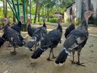 ৫ মাসের টার্কি বিক্রি