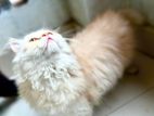 5 Months Male Persian Cat For Sale ( Vaccinated)