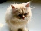 5 Months Male Persian Cat For Sale ( Vaccinated)