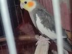 5 Pair Cockatiel New Adult Running For Sale