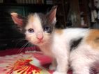 5 pcs mix breed kitten