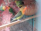 5 Pics Full Adult Love Bird